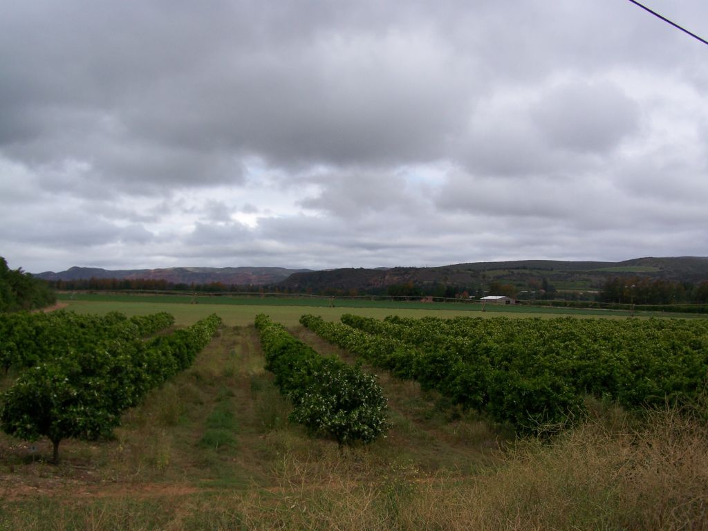 Citrus near Patensie